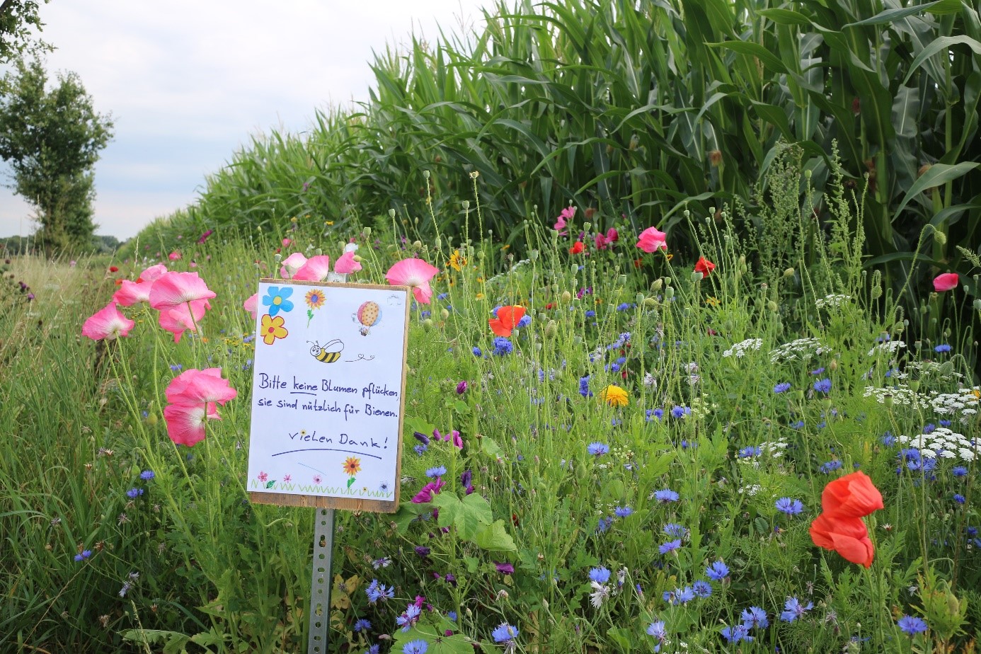 Das Bild zeigt einen blühenden Blühstreifen vor einem Maisfeld. Im Vordergrund sieht man ein von Kinderhand gemaltes Schild mit der Aufschrift: Bitte keine Blumen pflücken, sie sind nützlich für Bienen. Vielen Dank!