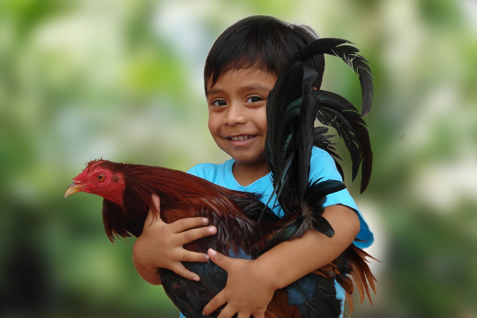 Auf dem Bild sieht man ein Kind, das einen Hahn im Arm hält.