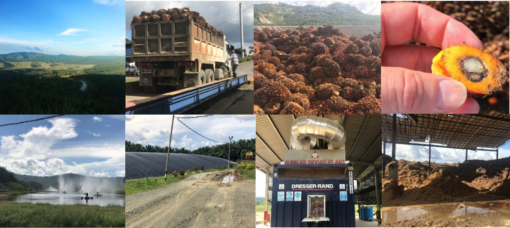 Das Bild ist eine Collage aus acht Fotos, die Eindrücke der Palmölproduktion in Malaysia zeigen (Einzelne Bildbeschreibungen am ende des Artikels).