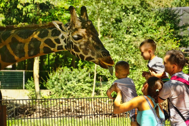 Das Bild zeigt eine Familie im Zoo. Die Kinder werden von den Eltern hochgehoben, um eine Giraffe genauer betrachten zu können.